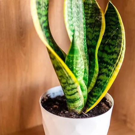 Pagani Blue - Luxury Maisonette B1 Daire