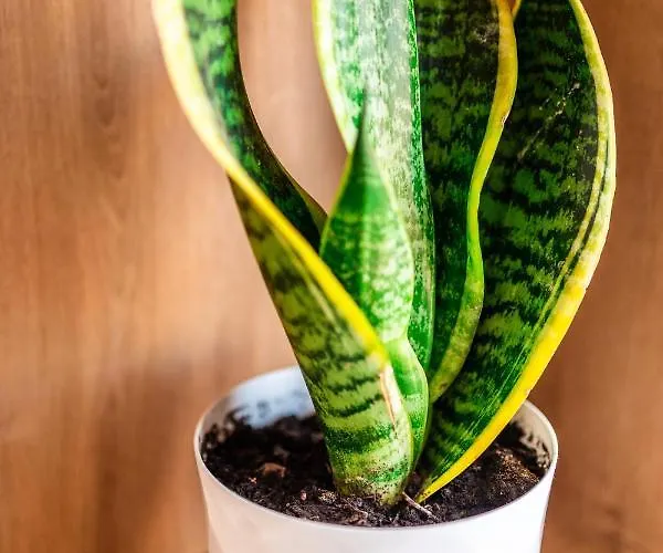 Pagani Blue - Luxury Maisonette B1 Apartamento